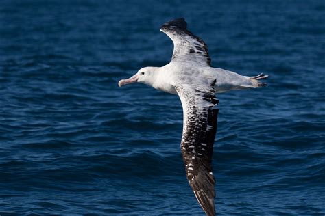  Albatros! Ein Vogel der Lüfte, dessen Flugkunst den Menschen seit Jahrhunderten in Staunen versetzt