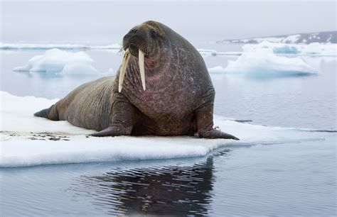  Walrus: Ein Tier, das sich gerne badet und gleichzeitig eine erstaunliche Panzerung trägt!