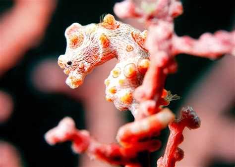  Ysoplax: Ein winziger Meister der Tarnung und Regeneration im Unterwasserreich!