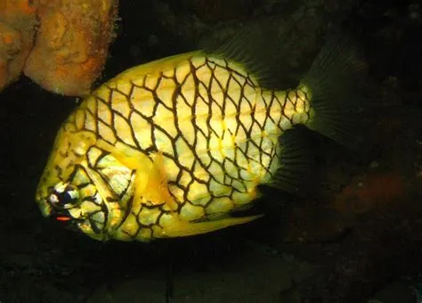  Zapfenfisch! Ein kleiner Meeresbewohner mit großem Charakter und erstaunlicher Tarnungsfähigkeit!