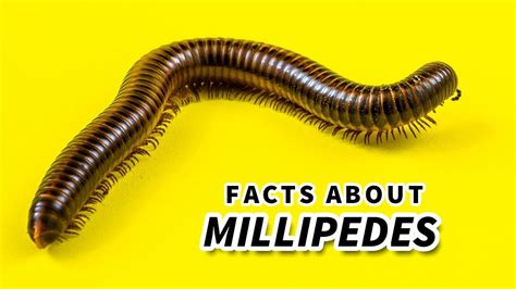  Question: Könnt Ihr Es Ertragen? Die Quoll Millipede Ist Ein Meister Der Verdauung Und Des Überlebens!