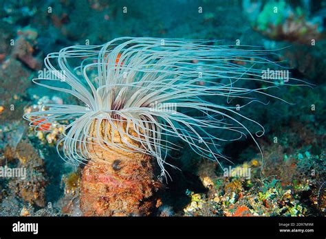  Cerianthus! Ein farbenfroher Polyp mit eleganter Tentakel-Choreographie