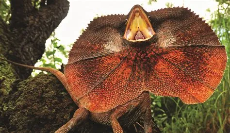  Frilled Lizard - Entdecke die faszinierenden Tarnfähigkeiten dieses majestätischen Echsenkönigs!