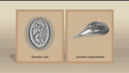  Giardia lamblia: Ein winziger Wirbelwind im Mikrokosmos! Dieser einzellige Parasit kann selbst den robustesten Magen-Darm-Trakt durcheinanderbringen und seine Reise durch das menschliche Verdauungssystem zu einem wahren Abenteuer machen.