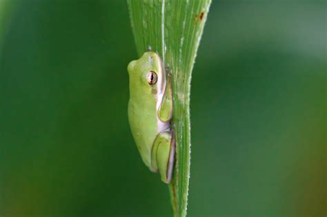  Hornfrosch - Ein Meister der Tarnung und Experte in Sachen Froschkonzert!