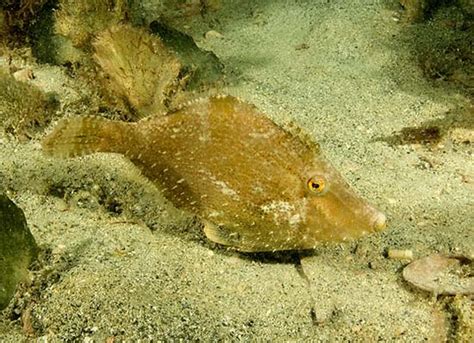  Jasus Ciliatus: Ein winziger Meeresbewohner mit erstaunlicher Vielseitigkeit!