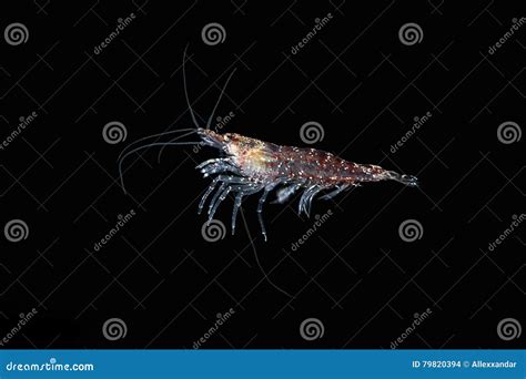  Krill: Wie eine winzige Garnele den größten Ozean regiert!