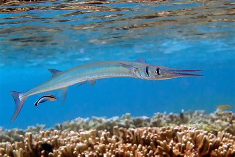  Needlefish: Ein faszinierendes Meereslebewesen mit blitzschnellem Angriff und silbrigem Glanz!