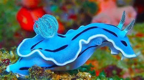  Nudibranchia: Ein farbenfroher Schleimpilz, der unter Wasser eine unglaubliche Metamorphose vollzieht!