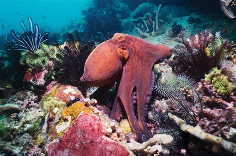  Oktopus! Ein Meister der Tarnung und ein Genie unter den Weichtieren