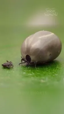  Pneumatophora! Ein winziger, aber faszinierender Parasit mit einer außergewöhnlichen Lebensweise