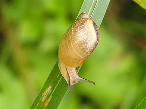  Ramschnecke: Eine Reise durch die Welt der schillernden Weichtiere!