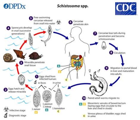  Schistosoma mansoni: Parasiten mit einem unglaublichem Wanderweg durch den menschlichen Körper!