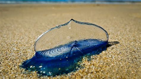  Velella velella: Die faszinierende Reise der pelagischen Quallen-Segeltiere mit dem Wind!