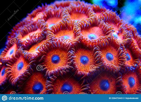  Zoanthid: Erkundet die faszinierende Welt dieser farbenprächtigen Polypen im Korallenriff!